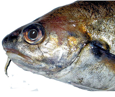 Trisopterus luscus_0881